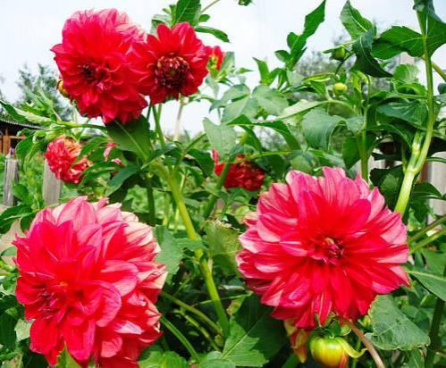 Гостевой дом Kok-Koz Судак